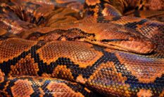 Warga Sulawesi Tenggara Ditemukan Tewas Dalam Perut Ular Piton Raksasa