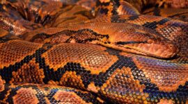 Hutan tropis Sulawesi yang terdegradasi memaksa ular piton mencari mangsa hingga ke wilayah permukiman warga pedesaan. (Pixabay.com/Steve001)