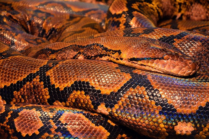 Hutan tropis Sulawesi yang terdegradasi memaksa ular piton mencari mangsa hingga ke wilayah permukiman warga pedesaan. (Pixabay.com/Steve001)