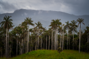 Hamparan hijau Pegunungan Meratus yang diselimuti kabut pagi, memperlihatkan keasrian hutan tropis Kalimantan yang menjadi rumah bagi masyarakat adat Dayak. Pemandangan ini menanti para penjelajah yang mencari pengalaman otentik di alam.
