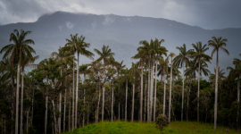 Hamparan hijau Pegunungan Meratus yang diselimuti kabut pagi, memperlihatkan keasrian hutan tropis Kalimantan yang menjadi rumah bagi masyarakat adat Dayak. Pemandangan ini menanti para penjelajah yang mencari pengalaman otentik di alam.