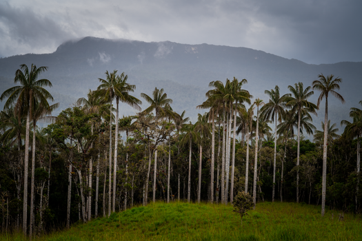 Hamparan hijau Pegunungan Meratus yang diselimuti kabut pagi, memperlihatkan keasrian hutan tropis Kalimantan yang menjadi rumah bagi masyarakat adat Dayak. Pemandangan ini menanti para penjelajah yang mencari pengalaman otentik di alam.