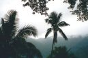 Pemandangan udara menakjubkan dari hamparan hutan hujan Pegunungan Meratus yang hijau membentang luas, menunjukkan betapa masifnya ekosistem vital ini di jantung Pulau Borneo. Kerapatan vegetasi menjadi saksi bisu kekayaan hayati yang tersembunyi di dalamnya.