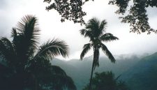 Pemandangan udara menakjubkan dari hamparan hutan hujan Pegunungan Meratus yang hijau membentang luas, menunjukkan betapa masifnya ekosistem vital ini di jantung Pulau Borneo. Kerapatan vegetasi menjadi saksi bisu kekayaan hayati yang tersembunyi di dalamnya.