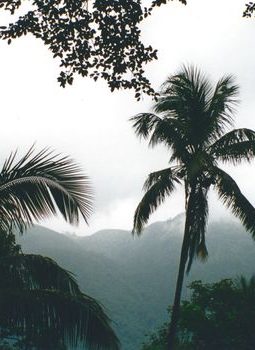 Meratus: Nafas Terakhir Hutan Pegunungan Borneo yang Kian Terancam