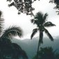 Pemandangan udara menakjubkan dari hamparan hutan hujan Pegunungan Meratus yang hijau membentang luas, menunjukkan betapa masifnya ekosistem vital ini di jantung Pulau Borneo. Kerapatan vegetasi menjadi saksi bisu kekayaan hayati yang tersembunyi di dalamnya.