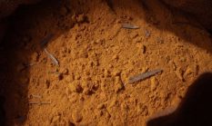 Rahasia Ramuan Herbal Dayak: Kekayaan Alam Kalimantan untuk Kesehatan Prima