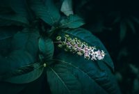 Seorang tetua adat Dayak sedang meracik ramuan herbal di tengah rimbunnya hutan Kalimantan, menunjukkan kearifan lokal yang telah diwariskan turun-temurun dalam memanfaatkan kekayaan alam untuk kesehatan.