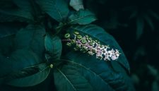 Seorang tetua adat Dayak sedang meracik ramuan herbal di tengah rimbunnya hutan Kalimantan, menunjukkan kearifan lokal yang telah diwariskan turun-temurun dalam memanfaatkan kekayaan alam untuk kesehatan.