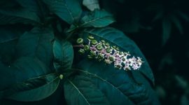 Seorang tetua adat Dayak sedang meracik ramuan herbal di tengah rimbunnya hutan Kalimantan, menunjukkan kearifan lokal yang telah diwariskan turun-temurun dalam memanfaatkan kekayaan alam untuk kesehatan.