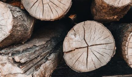 Menguak Keampuhan Kayu Bajakah, Harta Karun Kalimantan Penjaga Kesehatan