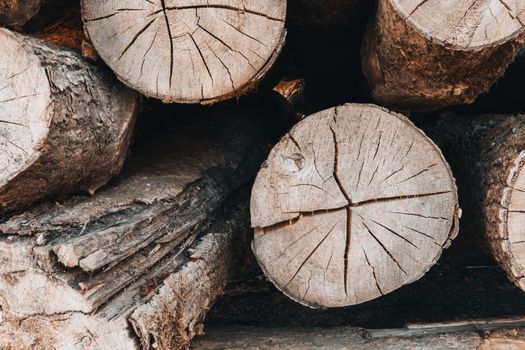 Potongan kayu bajakah yang sudah dikeringkan, siap direbus untuk diambil airnya sebagai ramuan obat tradisional. Tumbuhan endemik Kalimantan ini memiliki batang kuat berwarna kecoklatan yang dipercaya menyimpan beragam khasiat kesehatan.