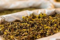Seorang wanita Dayak tengah meracik ramuan herbal tradisional, menunjukkan dedikasi dan kearifan lokal dalam menjaga warisan pengobatan nenek moyang mereka. Proses ini menjadi bagian penting dari upaya melestarikan pengetahuan turun-temurun tentang manfaat tanaman hutan Kalimantan.