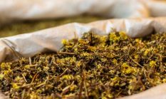 Menggali Kekuatan Ramuan Herbal Dayak: Warisan Nenek Moyang untuk Kesehatan Modern