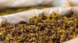Seorang wanita Dayak tengah meracik ramuan herbal tradisional, menunjukkan dedikasi dan kearifan lokal dalam menjaga warisan pengobatan nenek moyang mereka. Proses ini menjadi bagian penting dari upaya melestarikan pengetahuan turun-temurun tentang manfaat tanaman hutan Kalimantan.