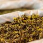 Seorang wanita Dayak tengah meracik ramuan herbal tradisional, menunjukkan dedikasi dan kearifan lokal dalam menjaga warisan pengobatan nenek moyang mereka. Proses ini menjadi bagian penting dari upaya melestarikan pengetahuan turun-temurun tentang manfaat tanaman hutan Kalimantan.