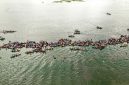 Pemandangan Sungai Barito dari udara memperlihatkan jalur air yang membelah hutan lebat, menjadi arteri utama kehidupan di Pulau Kalimantan. Perahu-perahu tradisional tampak berlayar pelan, menyusuri riak Barito yang menyimpan ribuan cerita.