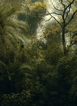 Menjelajahi Puncak Halau: Petualangan Menembus Hutan Belantara Kalimantan