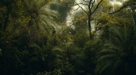 Seorang pendaki berjalan melintasi jalur licin yang diselimuti akar pohon besar dan lumut tebal di kawasan hutan pegunungan Meratus menuju Puncak Halau-Halau, Kalimantan Selatan, menunjukkan tantangan medan yang harus dihadapi.