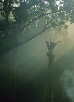 Meratus: Nafas Terakhir Hutan Pegunungan yang Terancam Hilang