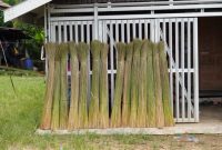 Seorang tetua adat suku Dayak sedang menunjukkan berbagai tumbuhan herbal yang dipetik langsung dari hutan Kalimantan, bahan dasar untuk ramuan pengobatan tradisional yang telah digunakan selama berabad-abad.