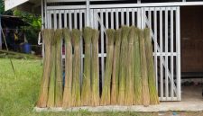 Seorang tetua adat suku Dayak sedang menunjukkan berbagai tumbuhan herbal yang dipetik langsung dari hutan Kalimantan, bahan dasar untuk ramuan pengobatan tradisional yang telah digunakan selama berabad-abad.