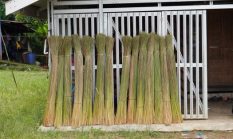 Rahasia Ramuan Herbal Dayak: Kekuatan Alam untuk Kesejahteraan Hidup