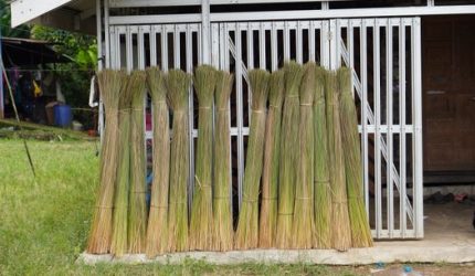 Rahasia Ramuan Herbal Dayak: Kekuatan Alam untuk Kesejahteraan Hidup